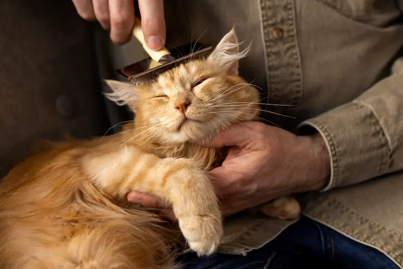Helpful cat grooming tips to keep your cat happy and healthy with regular brushing and care