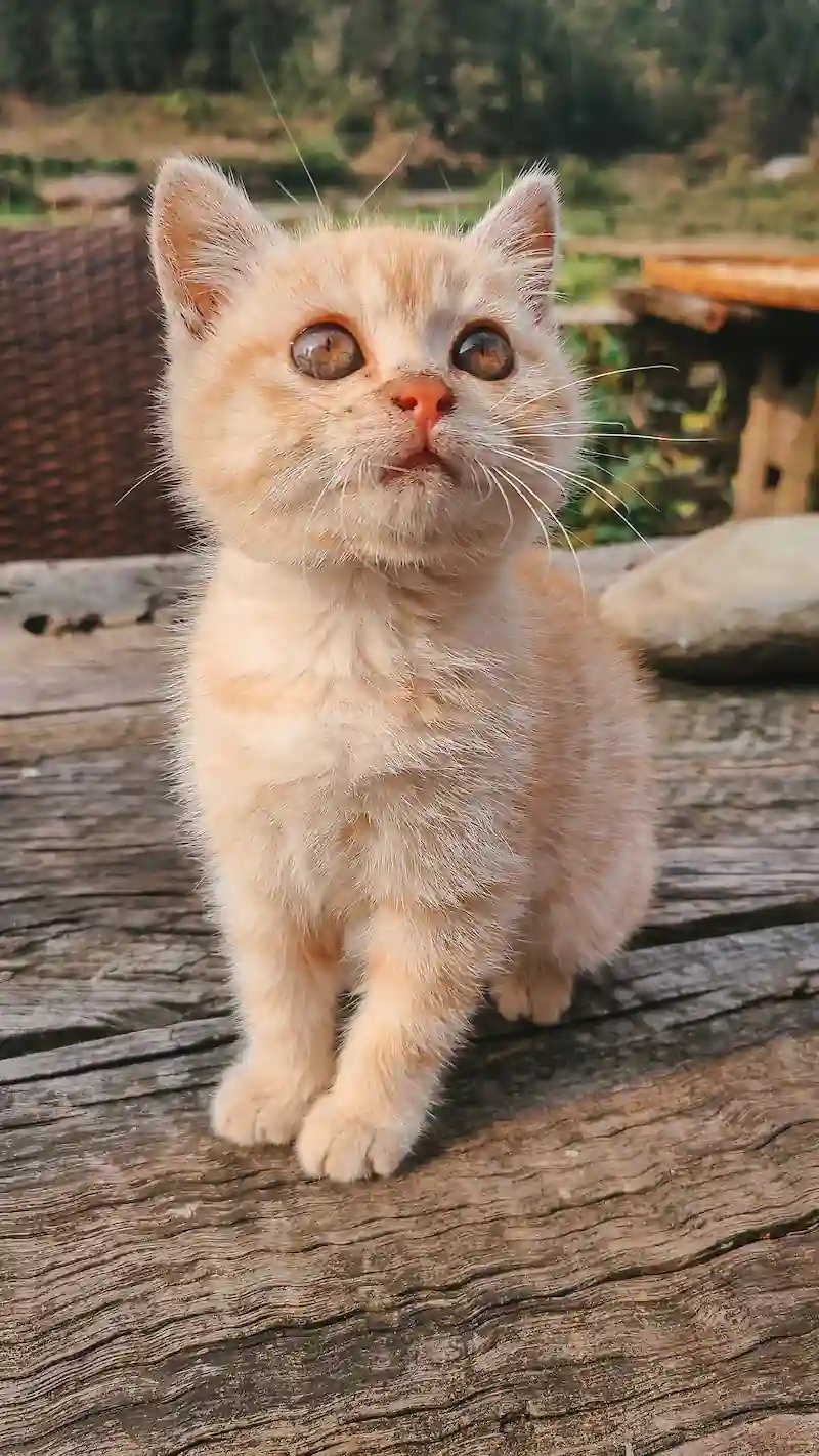 Helpful Cat Grooming Tips to Keep Your Cat Happy